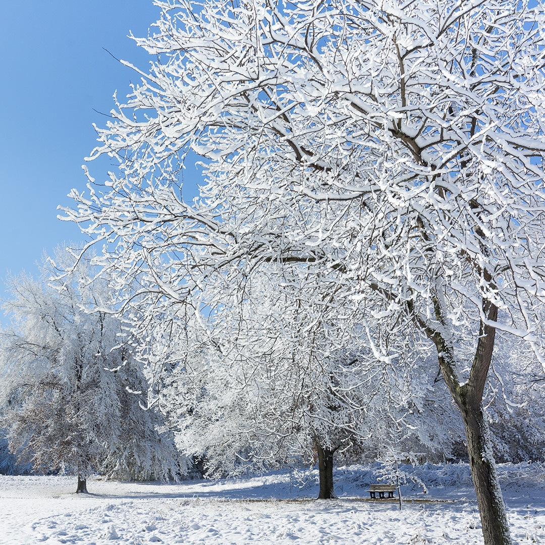 New Snow