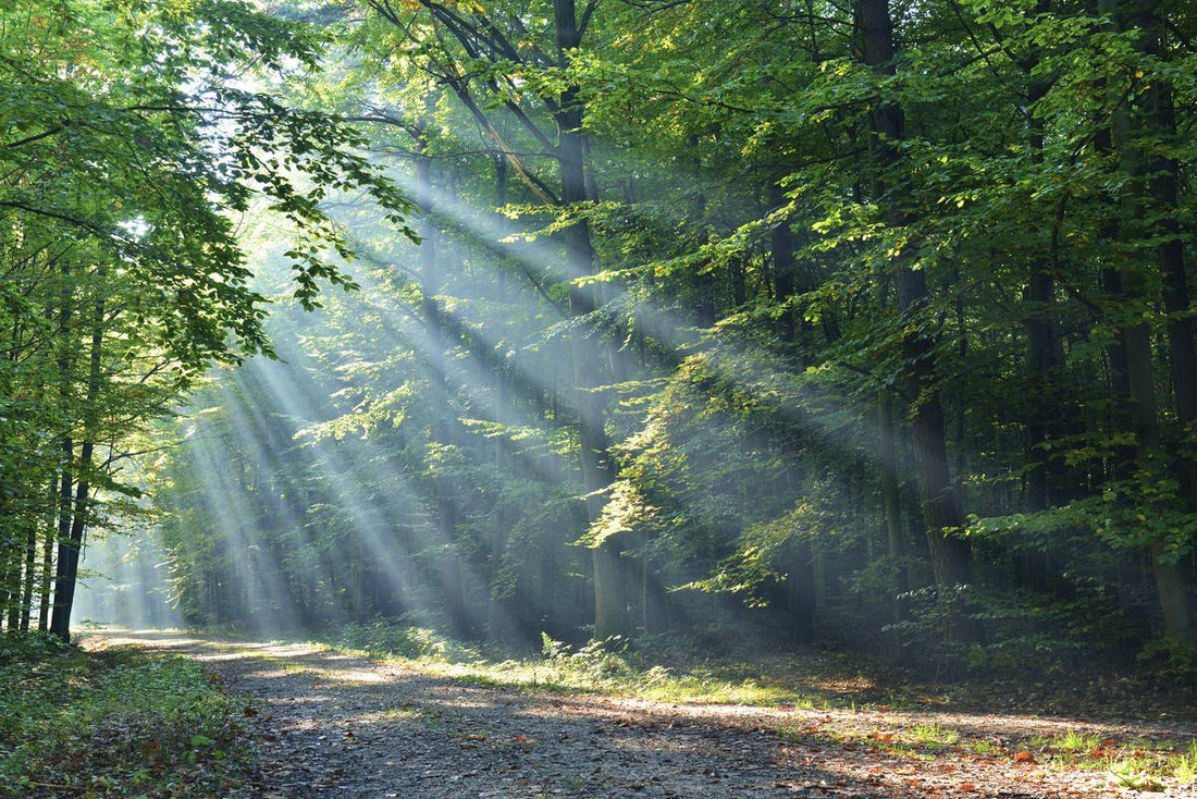 The forest will make you happy