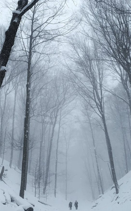 Winter forest trail with two skiers