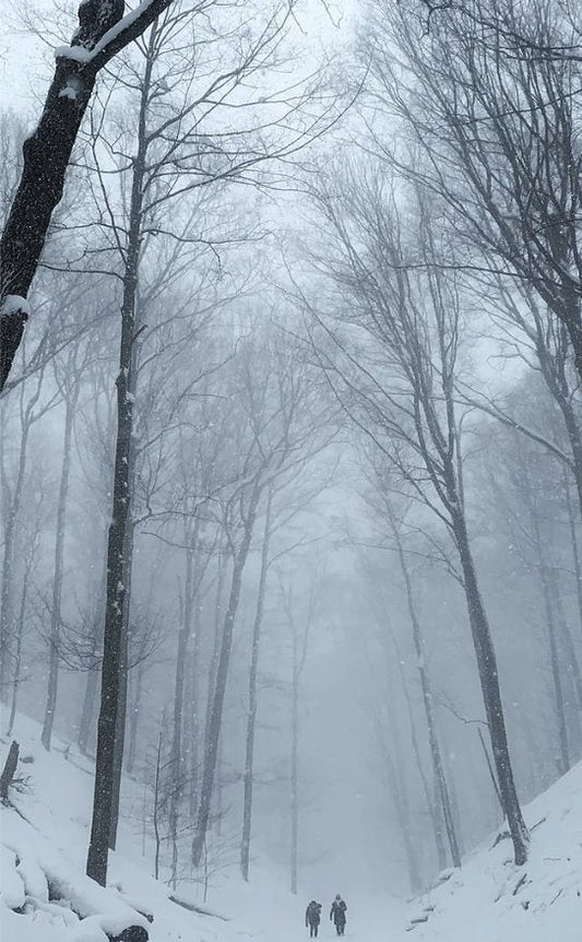 Winter forest trail with two skiers