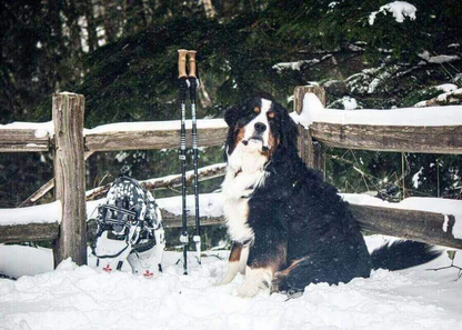 A product picture of the Powder Paws 21" Snowshoes